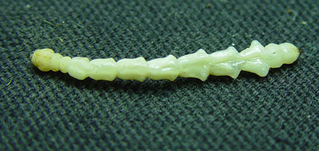 EAB Larvae