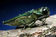 EAB Adult