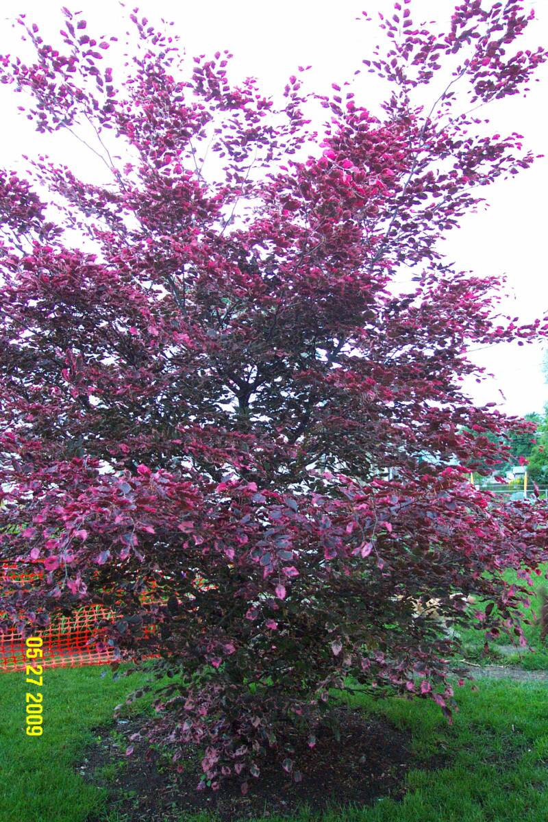 Tri Color Beech in spring color