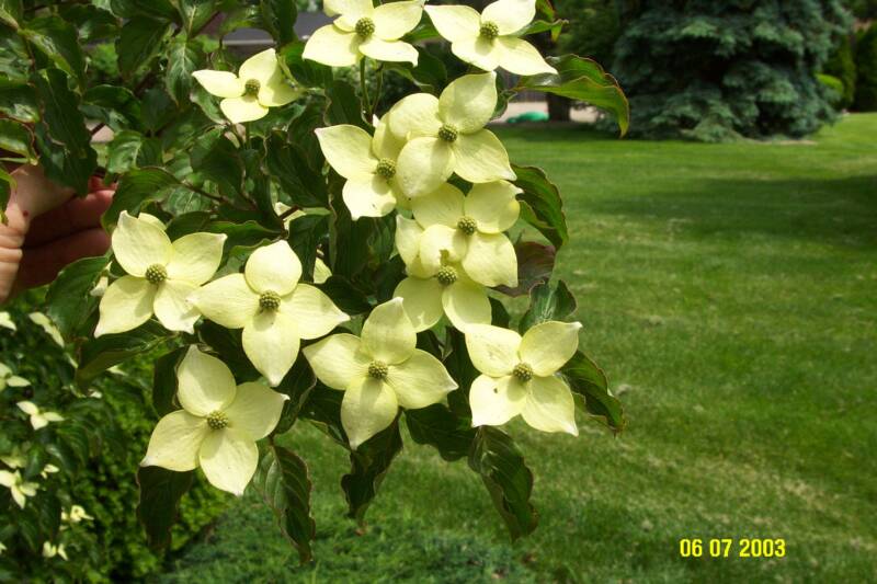 Kousa Dogwood Flower